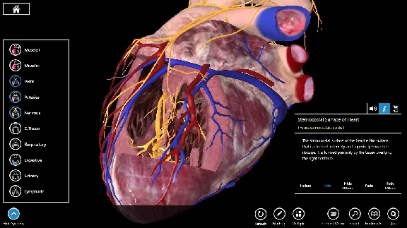 Essential Anatomy 3 ✅Microsoft Store Windows activation