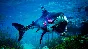 ❗MANEATER APEX EDITION❗XBOX ONE/X|S+ПК🔑КЛЮЧ❗