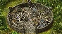 ✅Stronghold Kingdoms Starter Pack⭐Steam\Global\Key⭐ +🎁