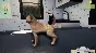 Animal Shelter - Puppies & Kittens DLC * STEAM RU ⚡