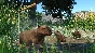 Planet Zoo: Wetlands Animal Pack DLC STEAM ⚡️АВТО 💳0%