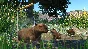 🌚 Planet Zoo - Wetlands Animal Pack 🎀 Steam DLC
