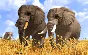 Wildlife Park 3 * STEAM RU ⚡ AUTO 💳0%