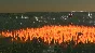 🔥 Cities: Skylines - Natural Disasters 🍜 Steam DLC