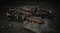 Hunt: Showdown 1896  Souls of a Feather 💎 DLC STEAM RU