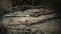 Hunt: Showdown – Reap What You Sow DLC * STEAM RU🔥