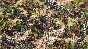 AGE OF EMPIRES II: DEFINITIVE EDITION - LORDS OF THE WE