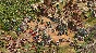 Age of Empires II Definitive Edition Dynasties of India