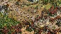Age of Empires II: Definitive Edition Dawn of the Dukes