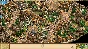 Age of Empires II (2013): Rise of the Rajas Steam Gift