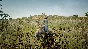 Animalia Survival EggHunt DLC * STEAM🔥AUTODELIVERY