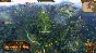 🍁Total War: WARHAMMER - Realm of The Wood Elves