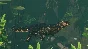 Planet Zoo: Tropical Pack (Steam Gift Россия)
