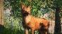 Planet Zoo: Southeast Asia Animal Pack (Steam Gift RU)