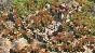 Age of Empires II Definitive Edition XBOX