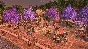 Anno 1800 - Fiesta Pack (Steam Gift Россия)