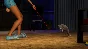 The Sims 3 Pets (Steam Gift RU)