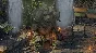 ✅Pillars of Eternity II Deadfire Seeker Slayer Survivor