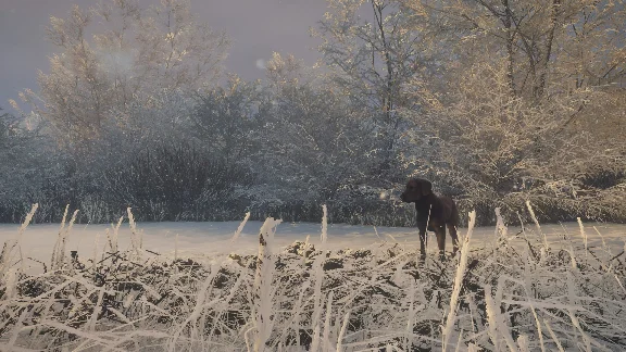 ❗THEHUNTER: CALL OF THE WILD - LABRADOR RETRIEVER🔑XBOX
