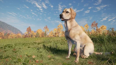 ❗THEHUNTER: CALL OF THE WILD - LABRADOR RETRIEVER🔑XBOX