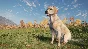 ❗THEHUNTER: CALL OF THE WILD - LABRADOR RETRIEVER🔑XBOX