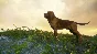 THEHUNTER: CALL OF THE WILD™ - SEASONED HUNTER BUNDLE🔑