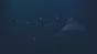 🔥 Shaylushay Treasure Expedition | Steam РУ+UA+KZ+СНГ�