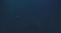 🔥 Paranormal Cleanup | Steam RU+UA+KZ+CIS 🔥