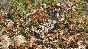 Age of Empires II: Definitive Edition * RU/KZ/СНГ/TR/AR