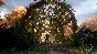 A Plague Tale Innocence XBOX Key