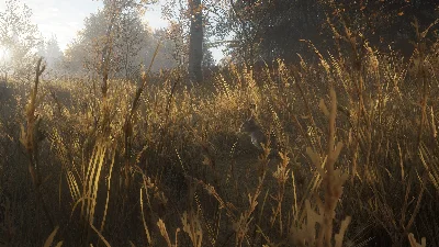 ❗THEHUNTER: CALL OF THE WILD - WINDOWS 10❗(PC WIN)🔑KEY
