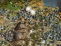 Sid Meier´s Civilization IV: Colonization Steam Gift RU
