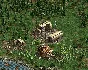 American Conquest: Fight Back ✅ Steam Global noRU&BY