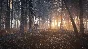 ✅theHunter: Call of the Wild Medved-Taiga⭐Steam\Key⭐+🎁
