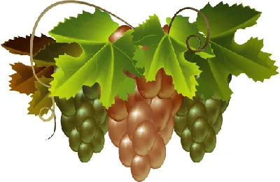 Bunch of grapes. Vector Image.
