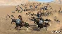 ✅Mount & Blade II: Bannerlord Digital Deluxe⭐Steam\Key⭐