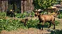 Planet Zoo: Barnyard Animal Pack * RU/KZ/СНГ/TR/AR
