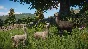 Planet Zoo: Barnyard Animal Pack * RU/KZ/CIS/TR/AR