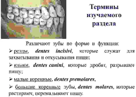 The anatomy of human teeth