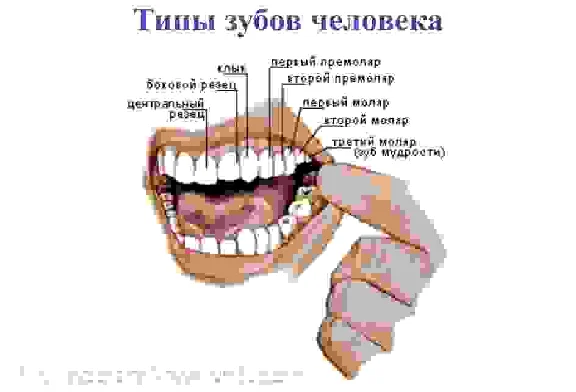 The anatomy of human teeth