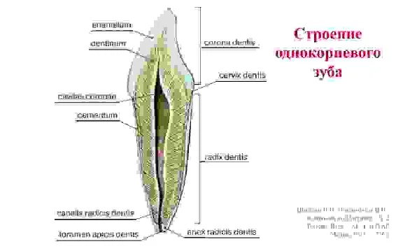 The anatomy of human teeth