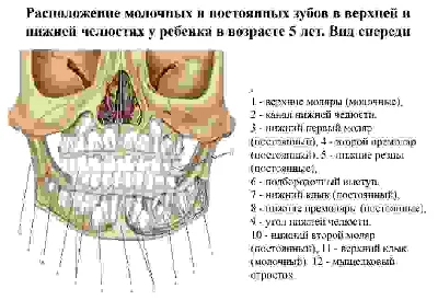 The anatomy of human teeth