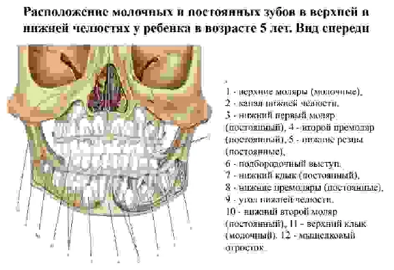 The anatomy of human teeth