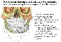 The anatomy of human teeth