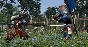 ✅Total War: SHOGUN 2 The Ikko Ikki Clan Pack⭐Steam\Key⭐