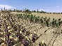 ✅ROME: Total War Alexander ⚫STEAM🔑KEY🌎GLOBAL +🎁