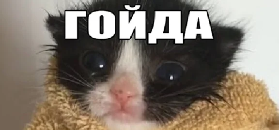 МЕМОЛОГИЯ: ЕГЭ ПО МЕМАМ 💎 АВТОДОСТАВКА STEAM РОССИЯ