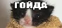 МЕМОЛОГИЯ: ЕГЭ ПО МЕМАМ 💎 АВТОДОСТАВКА STEAM РОССИЯ