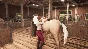 My Horse: Bonded Spirits (Steam Gift RU)