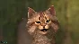 ✅FaceRig + Legacy Classic DLС⭐Steam\RegionFree\Key⭐ +🎁